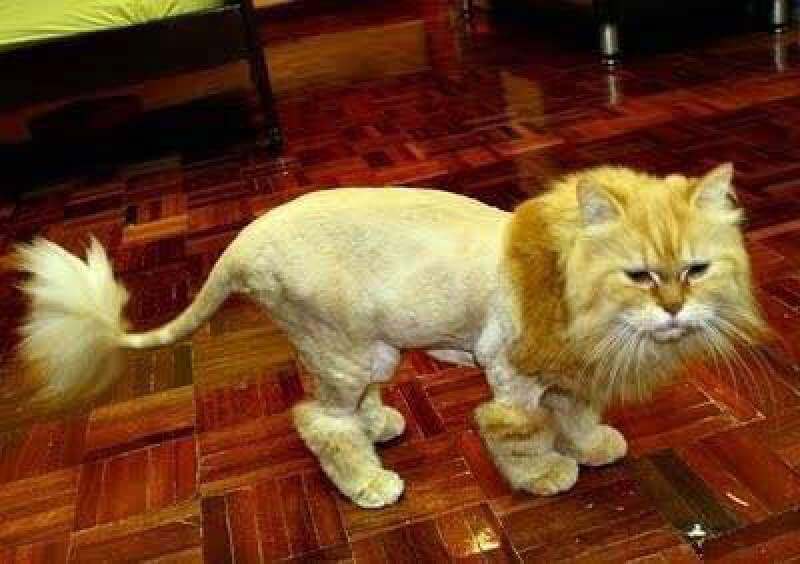 Tabby Cat With Lion Cut Cat Meme Stock Pictures And Photos