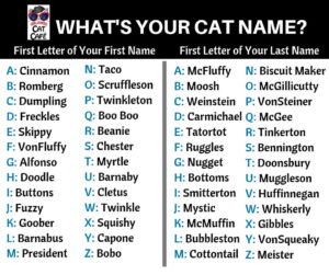 What's Your Cat Name? - Orlando Cat Café