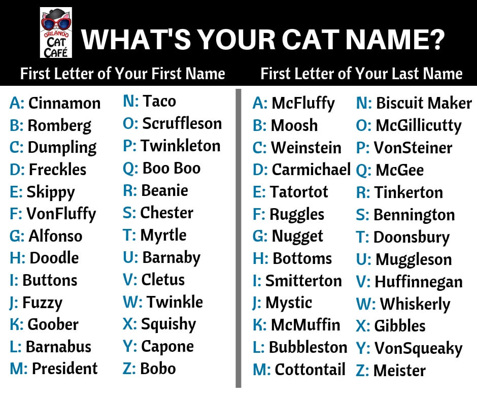 What s Your Cat Name Orlando Cat Cafe