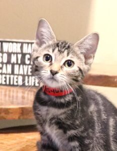 42 HQ Pictures Cat Cafe Orlando Volunteer : One of the best moments is when a... - The Kitty Beautiful ...