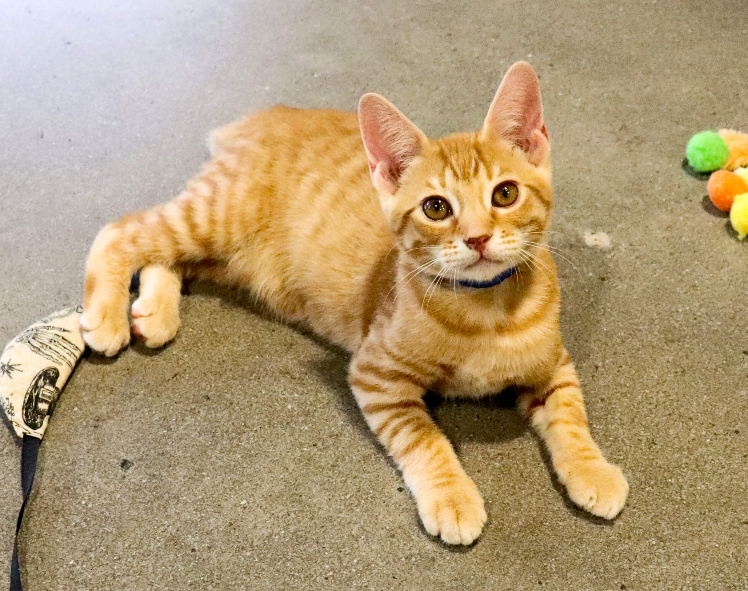 aden-male-born-7-14-119-orlandocatcafe