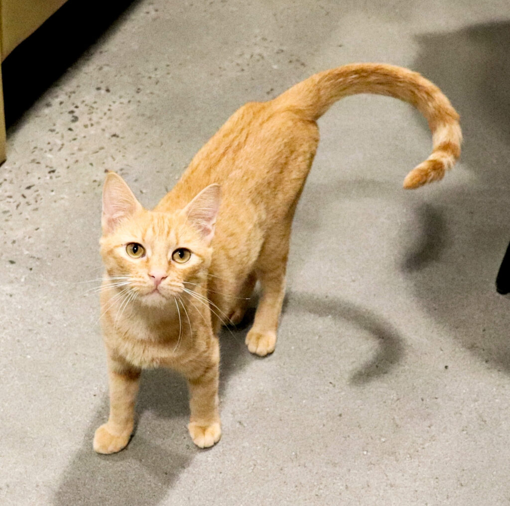 Butterscotch Female Born 10918 Orlandocatcafe