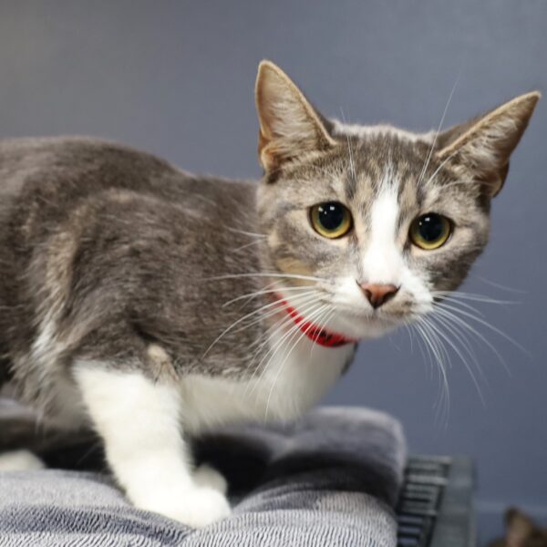 Rainbow Scoop Neck Shirt - Orlando Cat Cafe