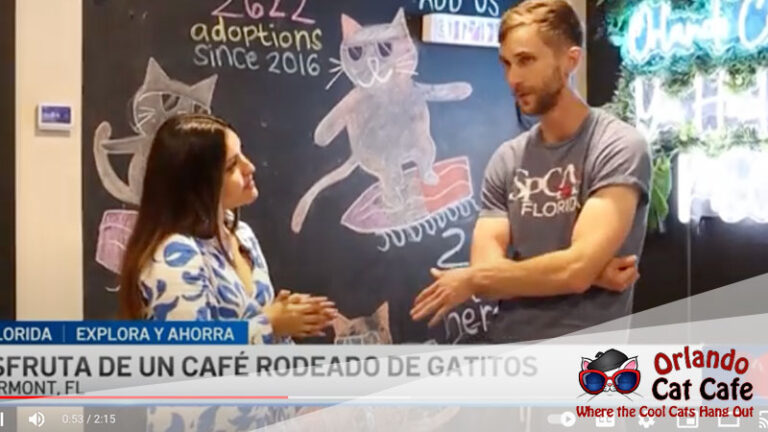 telemundo-filming-orlando-cat-cafe