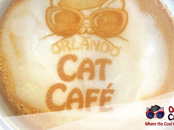 orlando cat cafe coffee