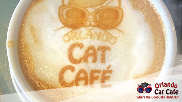 orlando cat cafe coffee